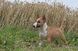 BULL TERRIER MINIATURE 030